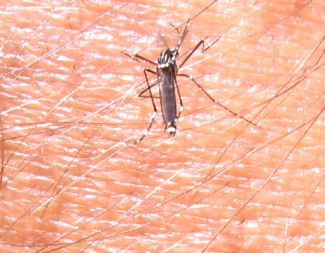 Aedes albopictus